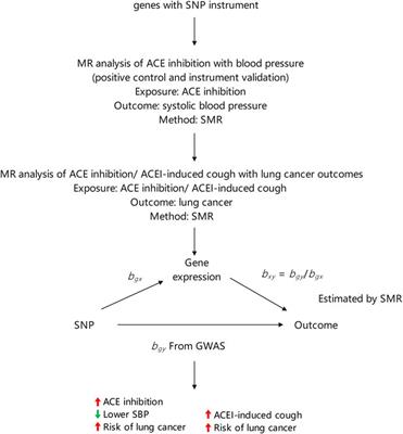 Association between angiotensin-converting enzyme inhibitor-induced cough and the risk of lung cancer: a Mendelian randomization study
